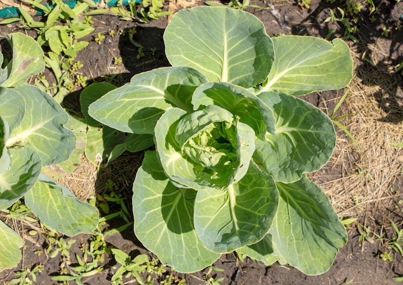 Garden vegetable pizza with colorful toppings